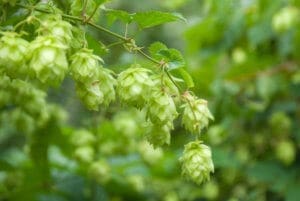 cascade hops