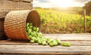 Fresh Hop Beer